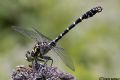 Onychogomphus uncatus